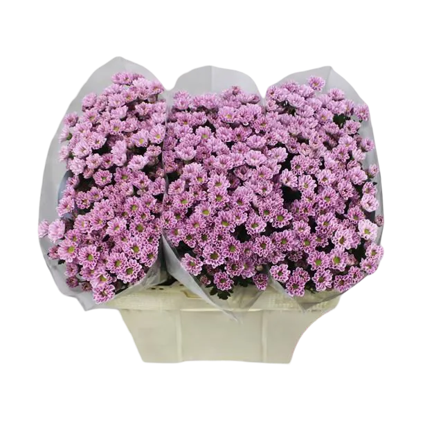 Сантини Rossi Pink